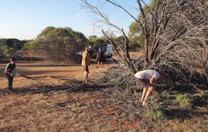 Collecting firewood.