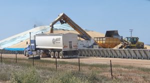 Loading wheat for road transport at Burracoppin, incongruously from a railway siding.