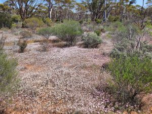 Pink everlastings at Boodalin.