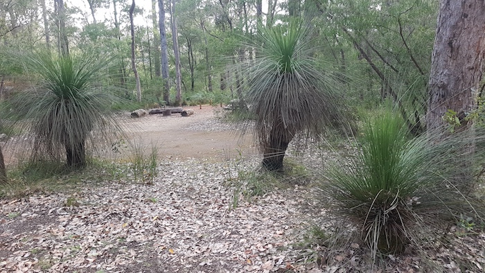 Grass trees at the Chapman Pool campsite.