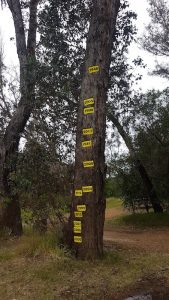 Flood level tree.