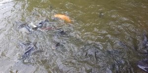 Carp and Koi feeding on pellets at snake show.