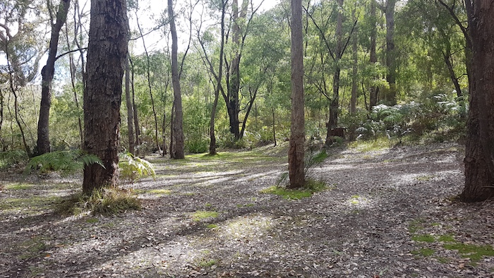 A cleared area 100 metres upriver from the bridge from where we fished.