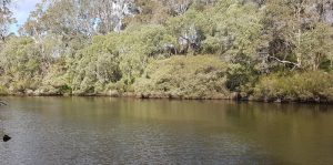 The Blackwood River just upriver from Warner Glen Bridge.