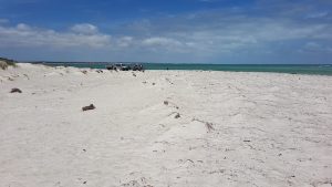 The beach at Thirsty Point, Cervantes.