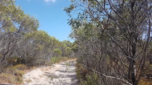 Tree lined track just south of Coolimba.