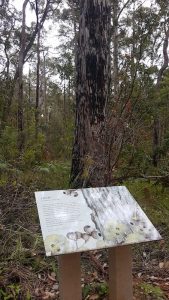 Information board for jarrah - Eucalyptus marginata.