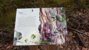 Marri is no longer a eucalyptus species.