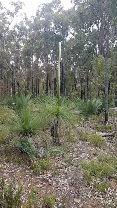 Xanthorrhoea Preissii in inflorescence.