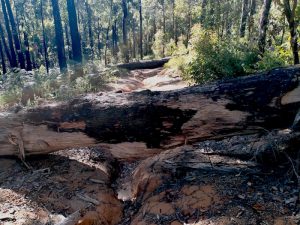 Two large fallen trees trees blocked the way.