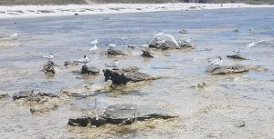 Birds perching on the reef at Little Bay.