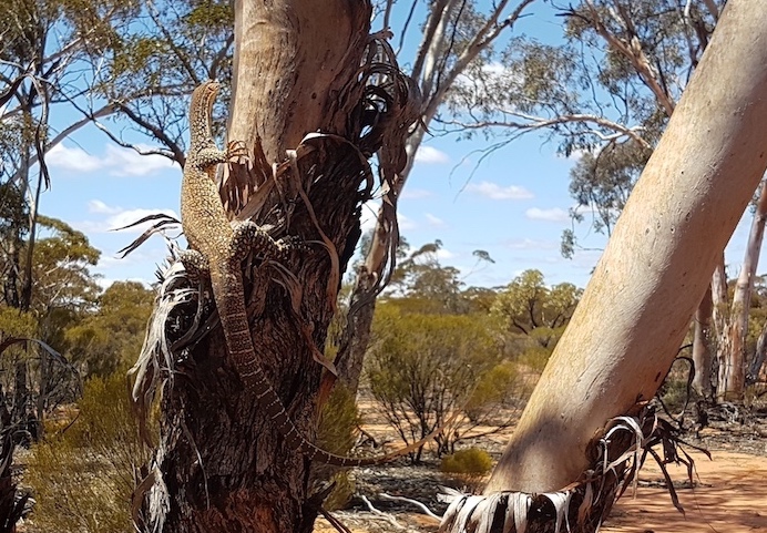 Bungarra