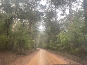 Bush track on the way to Yeagarup.