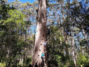 Gloucester Tree