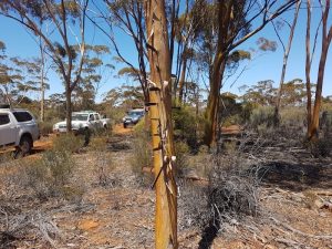 Salmon Gum ‘File’ Tree
