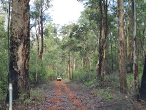 Track through the forest around Wheatley.