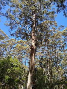 Gloucester Tree