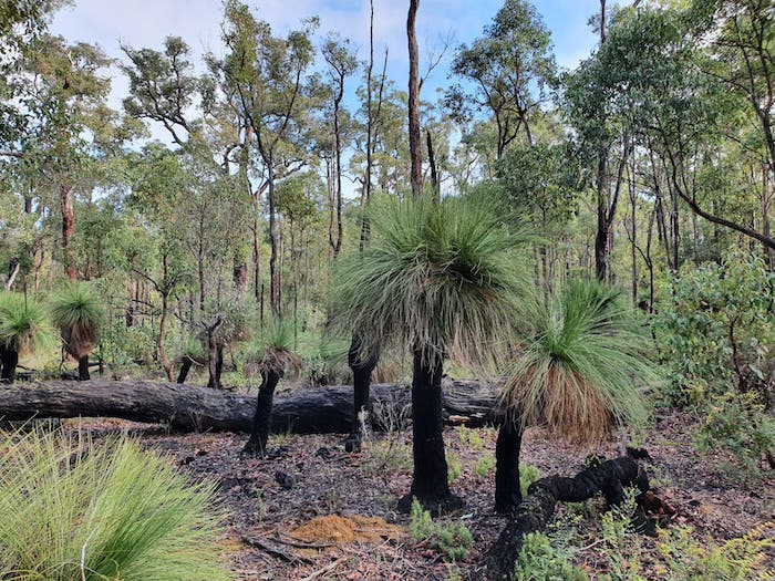A good stand of grass trees (Xanthorrhoea preissii).