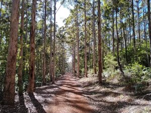 Karri tree lined track near Donnelly River.