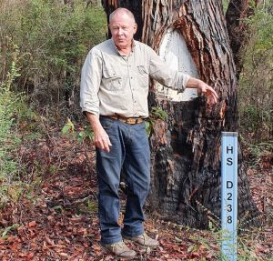 Kim explains how forestry Reference Trees were used to locate position. This tree is more important as it is a Survey Tree, These were used as the start point in a survey of a block or property in contrast to Reference Trees that merely denote a location.