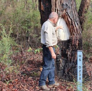 Reference Trees and Survey Trees are rarely used now, largely being superseded by the use of GPS. This Survey Tree is Ross Swamp SW Survey Tree.