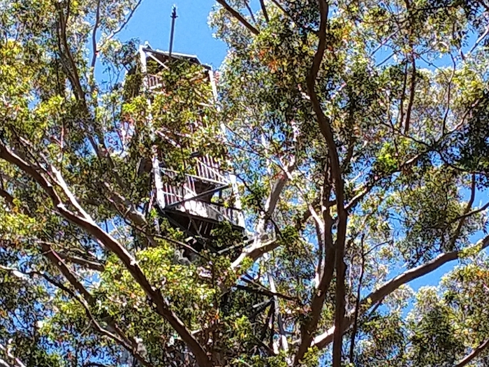 Fire lookout at the top of the tree.