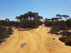 The real Gus Luck Track is straight despite the mass of tyre marks going left.