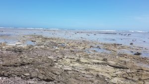 Little Bay reef