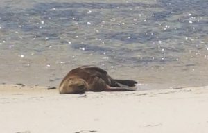 Sunbaking seal.