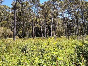 Warren River cedar occurs in the south west corner of western Australia.