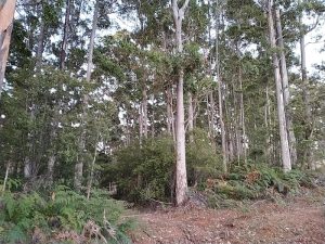 Young karri trees (Eucalyptus diversicolor) with their distinctive understorey at our camp.