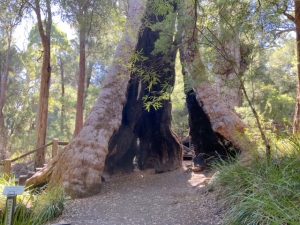 Giant Tingle Tree.