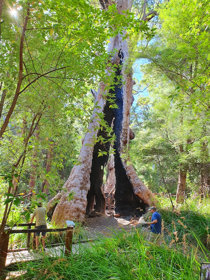 Giant Tingle Tree.