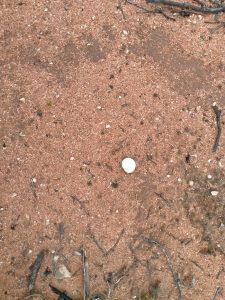 Lots of snails.