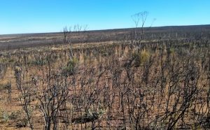 The fire had stripped out huge swathes of the country, however, there was evidence that the bush was coming back.