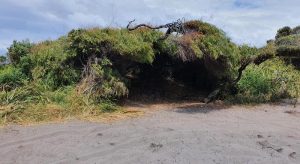 The wind has created an interesting shelter at the top of the hill above Little Quarrum Beach.