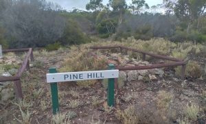 Graves at Pine Hill.
