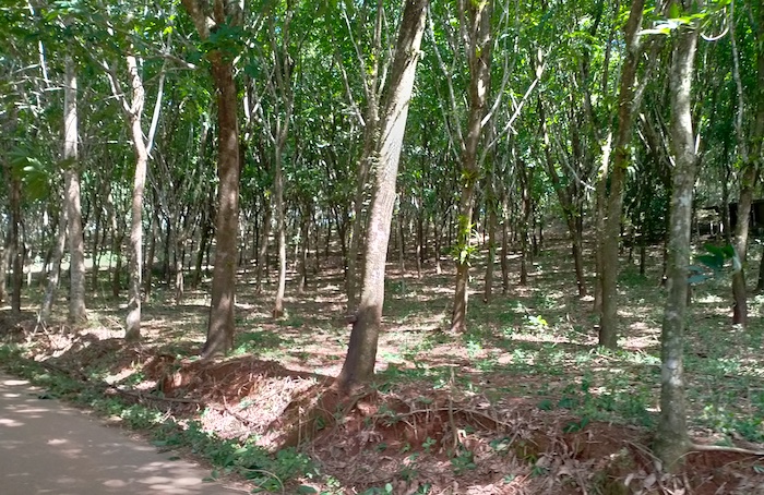 Rubber trees.