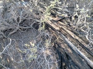 Even when new the wooden pipeline leaked a lot if water.