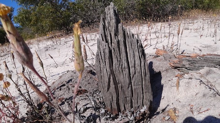 Blazed post at cleared area.