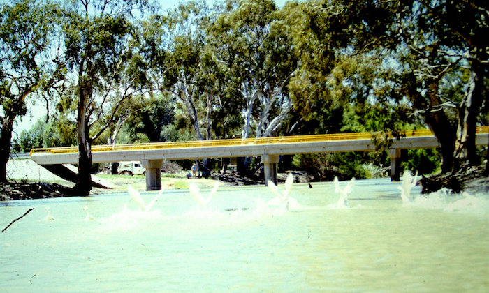 There are many, many fallen ttrees in the Lachlan River.