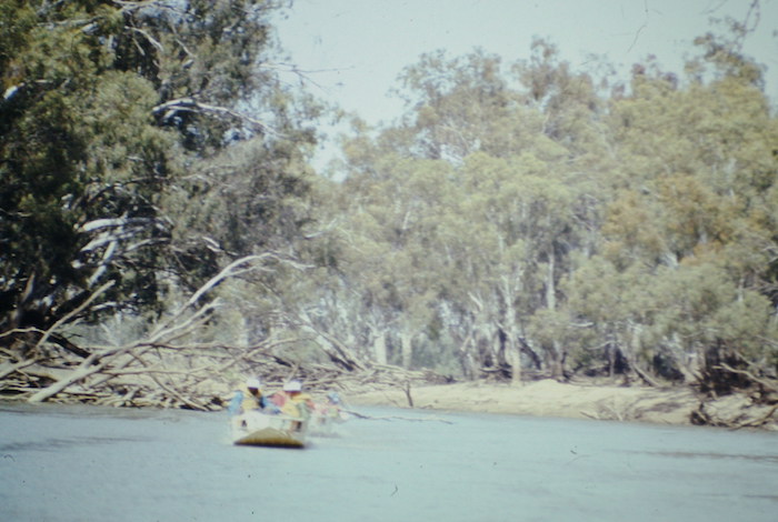 Fallen trees in the river are starting to close in.