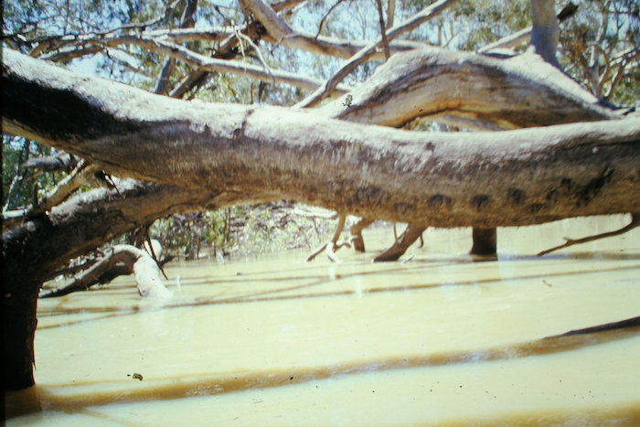Tree blockage is getting more nasty.