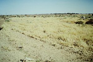 Dry now but the irrigation water brings wealth to wasteland.