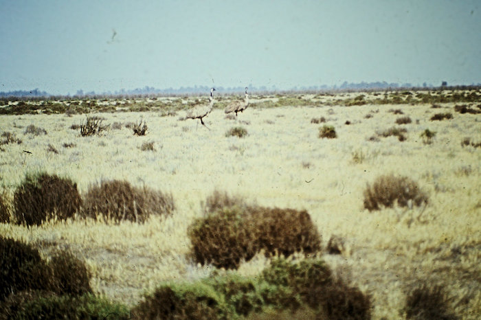Emus on the Hay Plains.