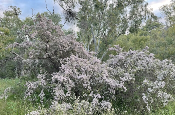 It seemed that everything was in flower.