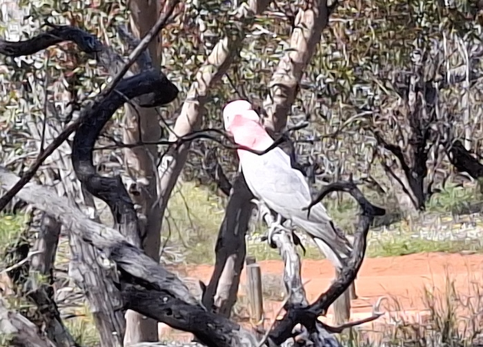 Pink and Grey Galah at Coalseam.