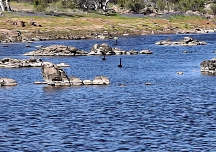 Black swans on Hardabut Pool.
