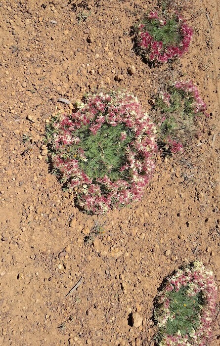Wreath flowers on Bateman Road, Three Springs.