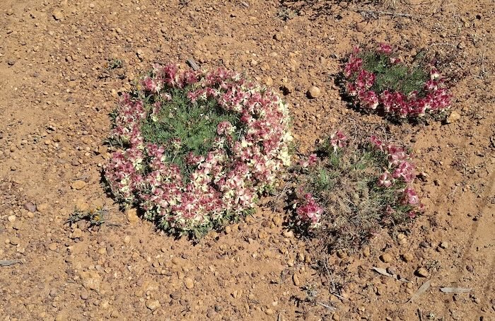 Wreath flowers on Bateman Road, Three Springs.